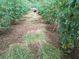 PETANI MULAI PANEN PADI